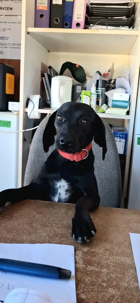 Rosie