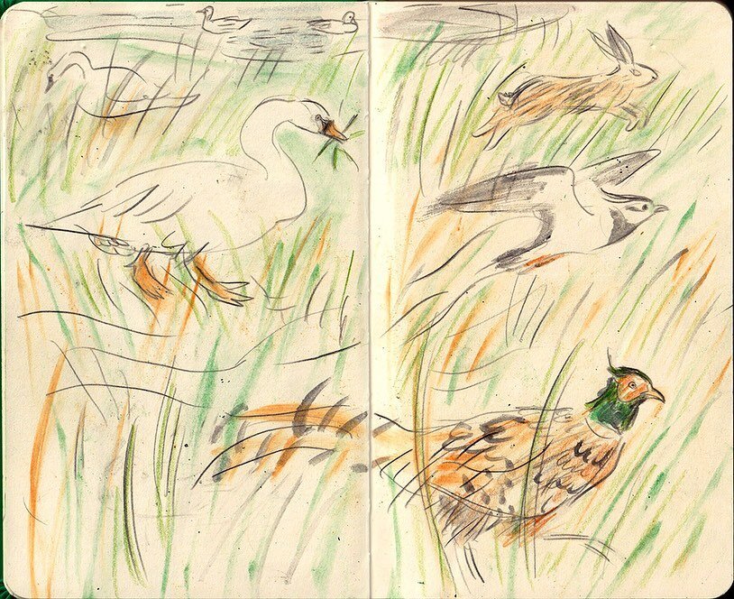 Spotted and drawn on my walks in the wetlands this past week #greylaggeese #pheasant #hare #cormorant #swans #blacktailedgodwit #northernshoveller #gadwallduck #lapwing #sketchbook #walktosee #drawingnature #drawingbirds #drawingonlocation