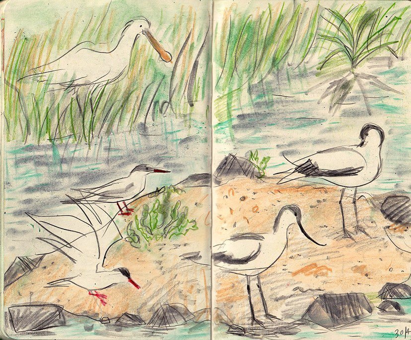 First time this year that I&rsquo;ve spotted #avocets ! The #terns have been back for a couple of weeks and the #spoonbill made an appearance Lovely to see and #sketch on my walk in the #wetlands today #walktosee #sketchbook #naturesketchbook #drawin