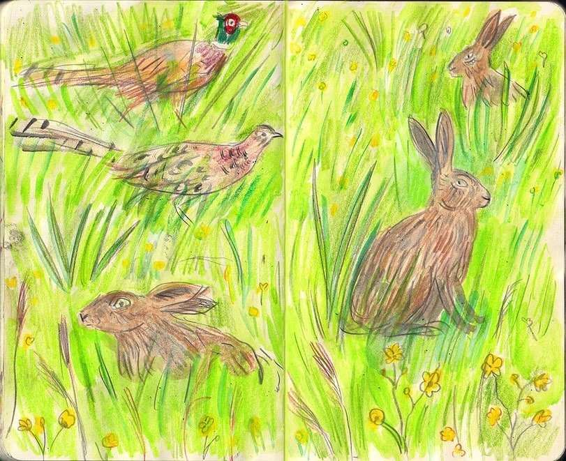 A few pages from my nature #sketchbook Over the past week or so I have seen #hares and #pheasants The females always more difficult to spot Lovely seeing all the spring flowers On a rainy day I sketched nesting terns and tufted ducks Not so many blac