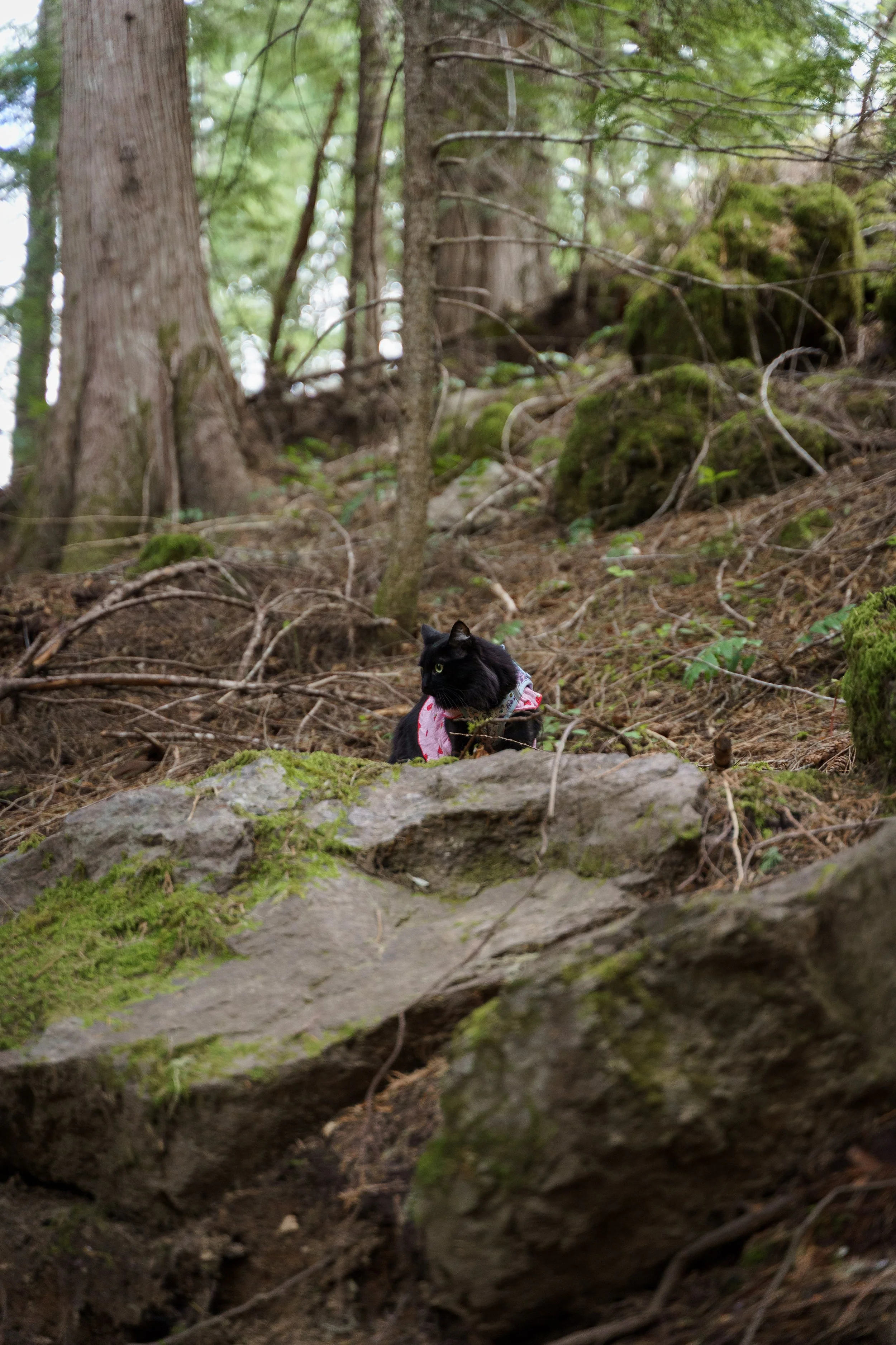 surprise-proposal-photos-panther-creek-falls-washington-state-consciously-captured-photography-018.jpg