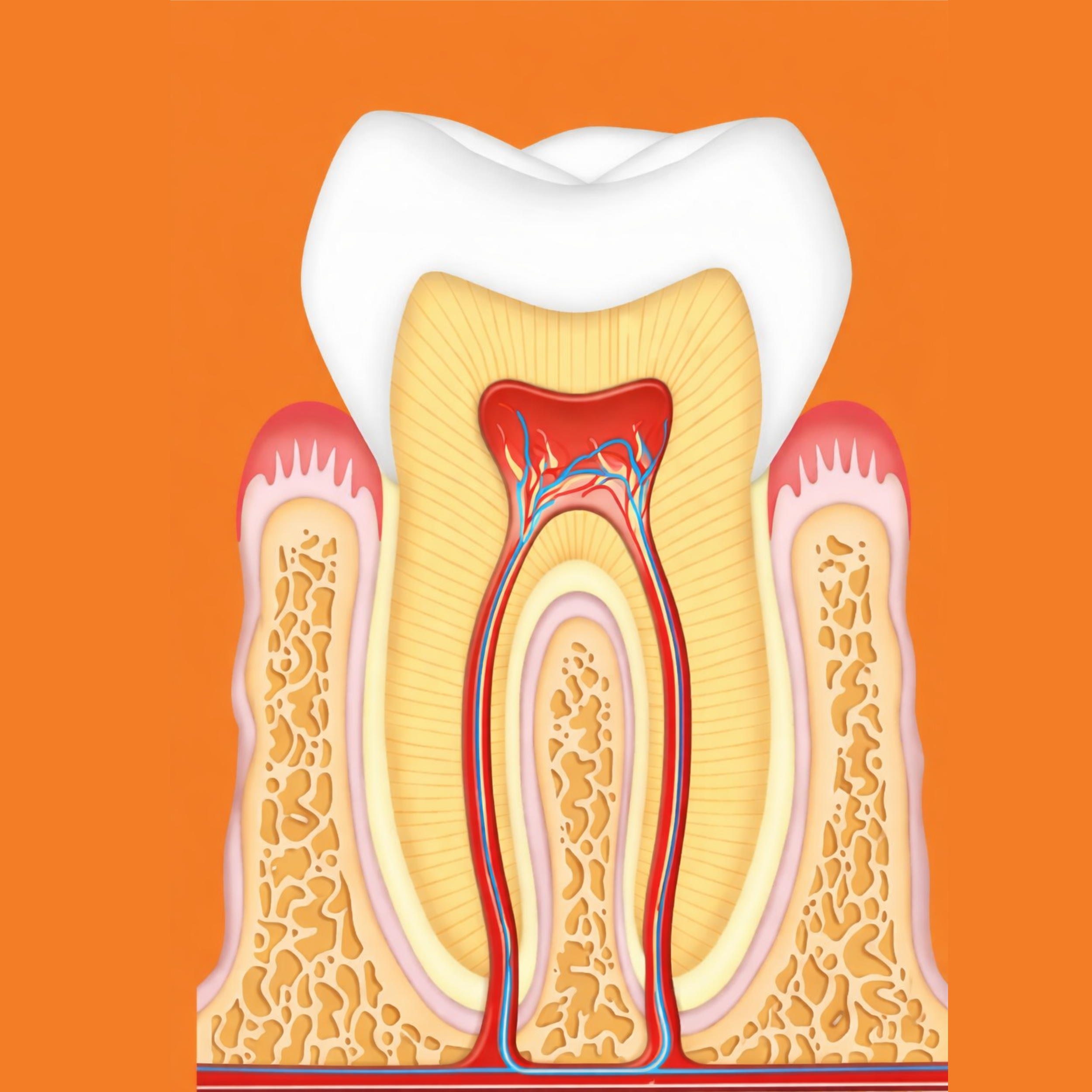 Tooth Cross-Section