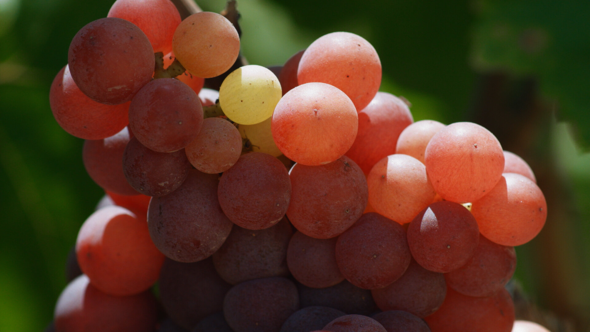 grape0.jpg