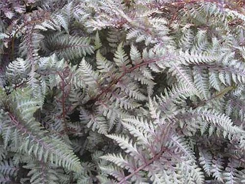 Athyrium_nip._Pictum.jpeg
