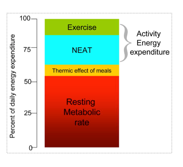 metabolic rate chart
