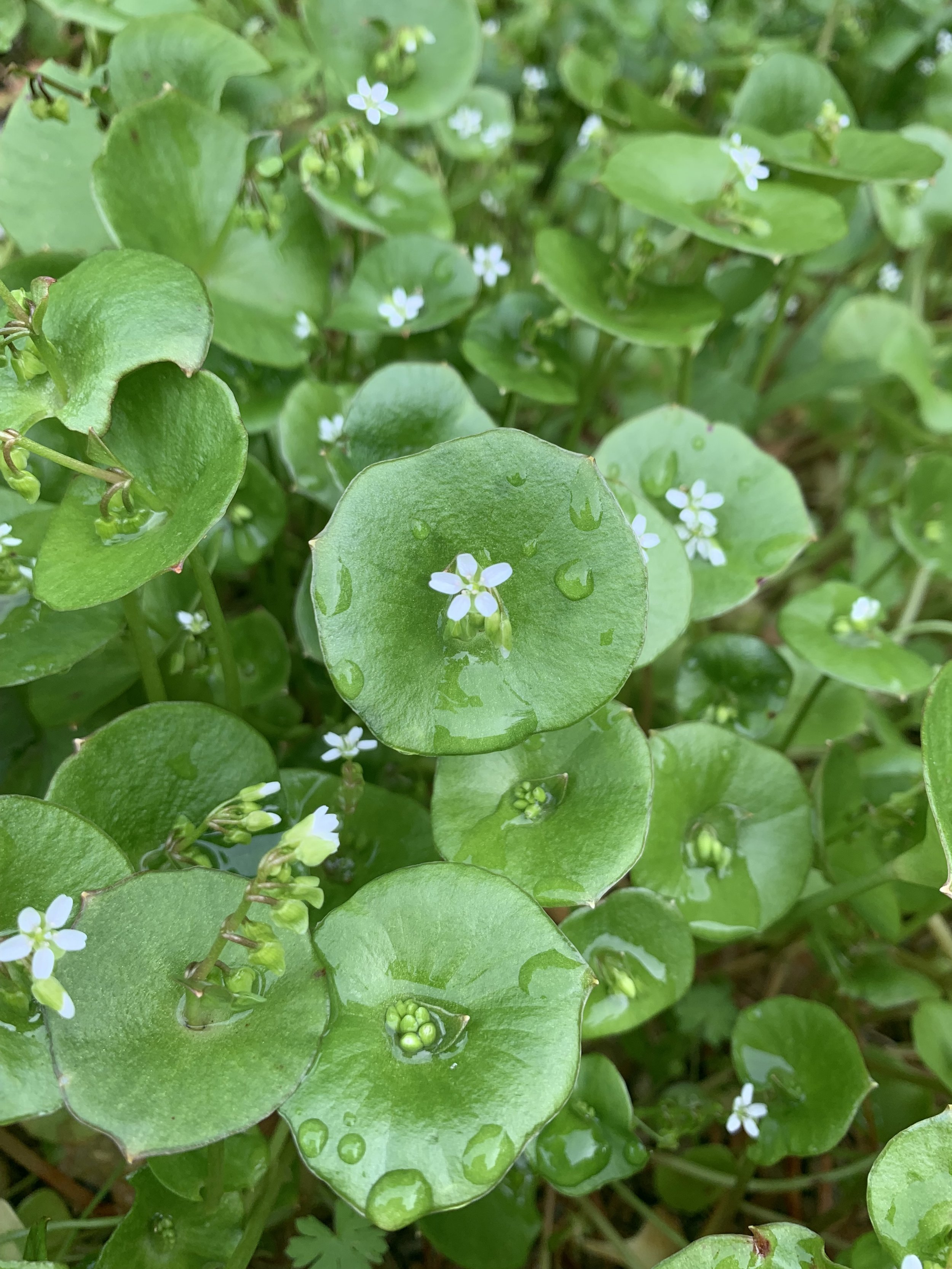 Plant Walk: Golden Gate Park