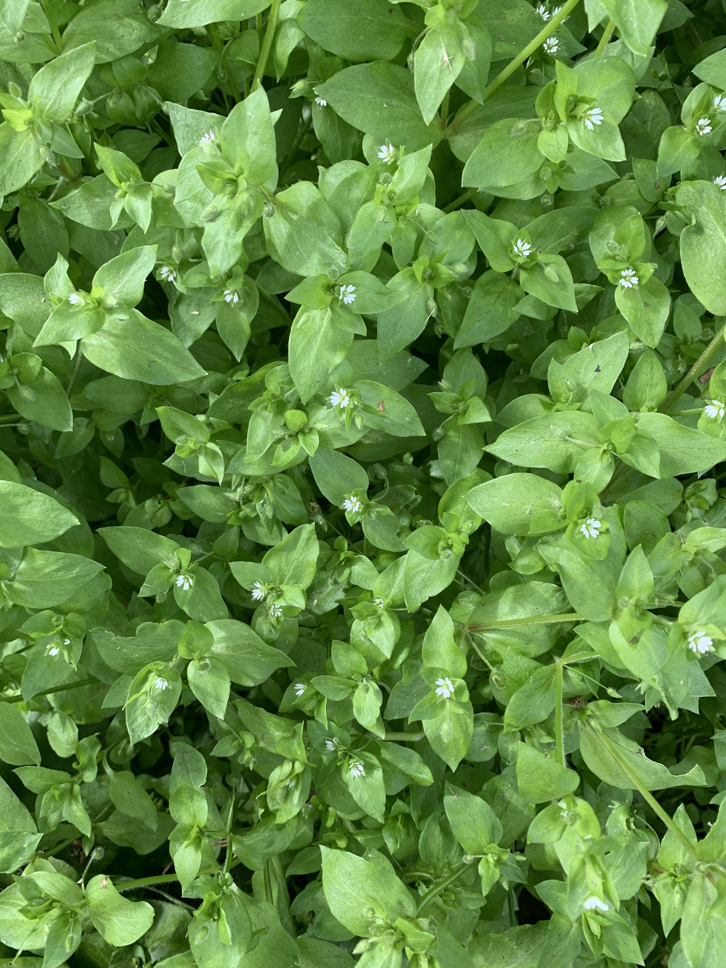 chickweed.jpeg