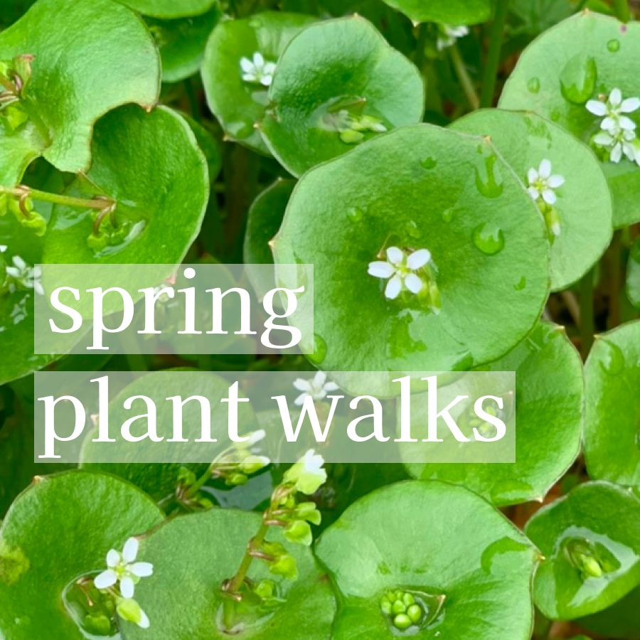 spring plant walks