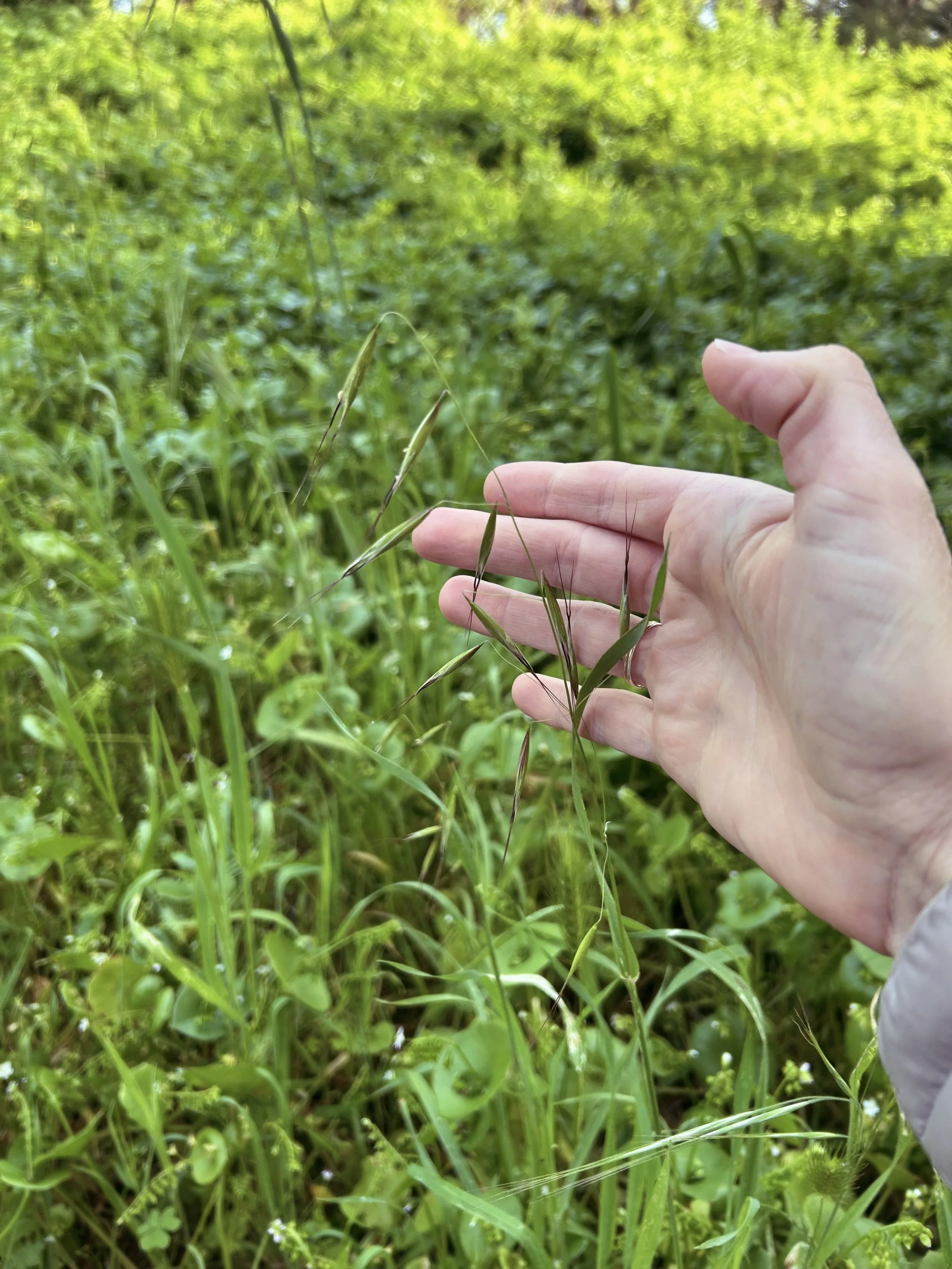 oat- avena fatua 2.jpeg