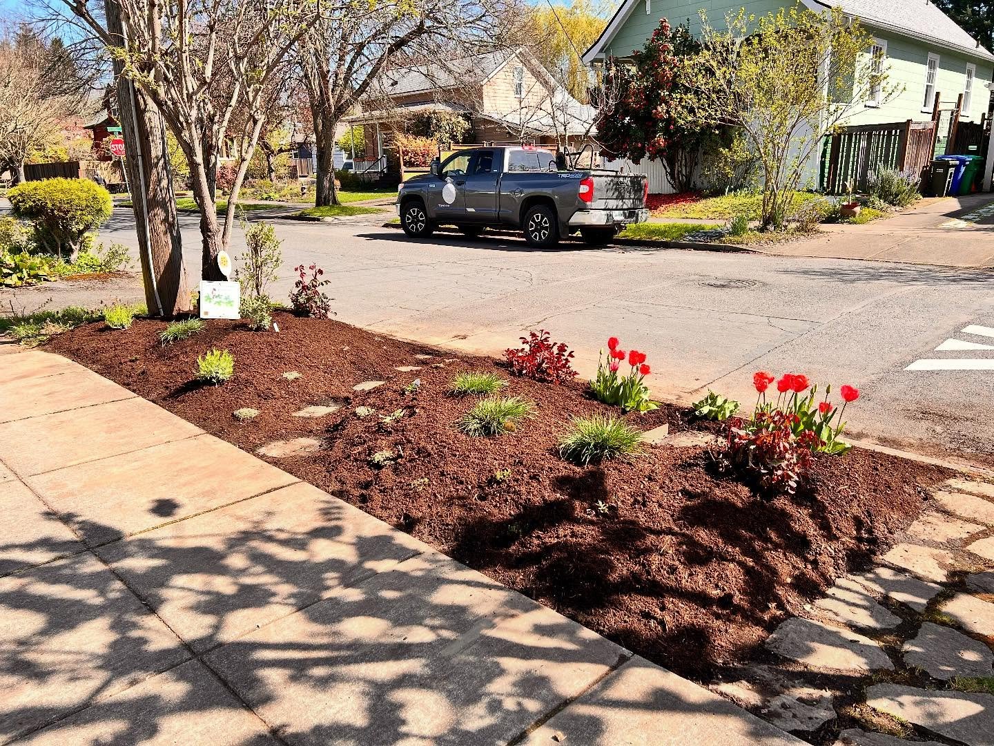 Two sidewalk beds all planted up, design-on-the-fly style. 
&bull;
Fun drought tolerant plants include Zauschneria, Manzanita, Deschampsia, Teucrium, and more. 
&bull;
&bull;
#gardendesignpdx #gardendesign #landscapedesign #landscapecontractor #woman