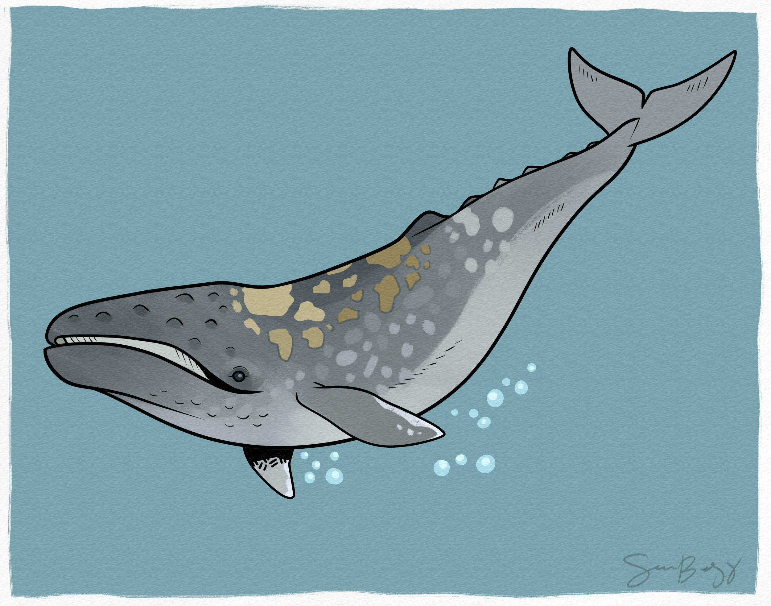 graywhale.png