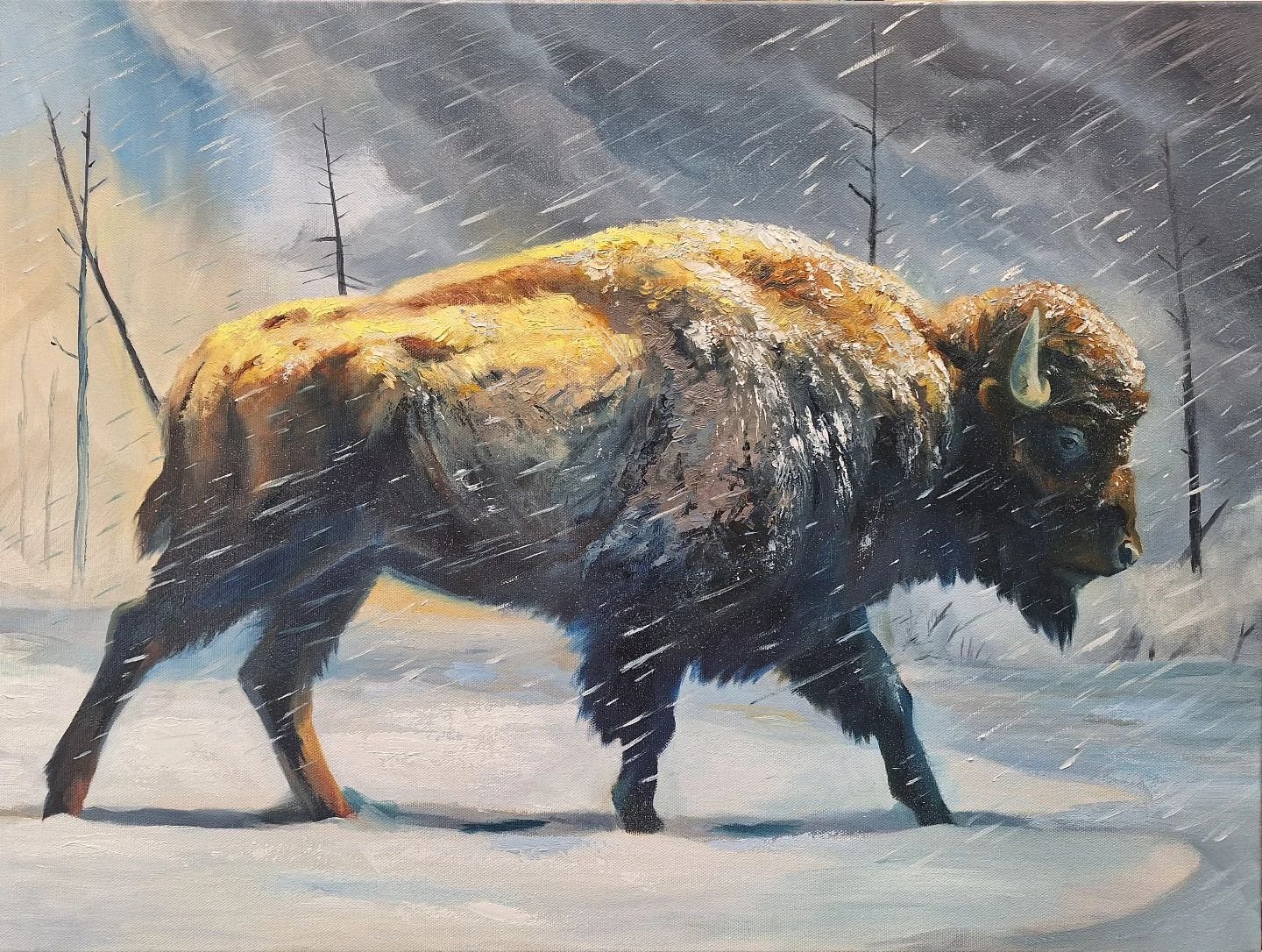 Into the Storm
24x18 oil on canvas
Available 

 Bison walk into storms because they instinctively know that it will get them out of the weather faster. This behavior is different from their close relatives, cows, which will huddle together and run aw