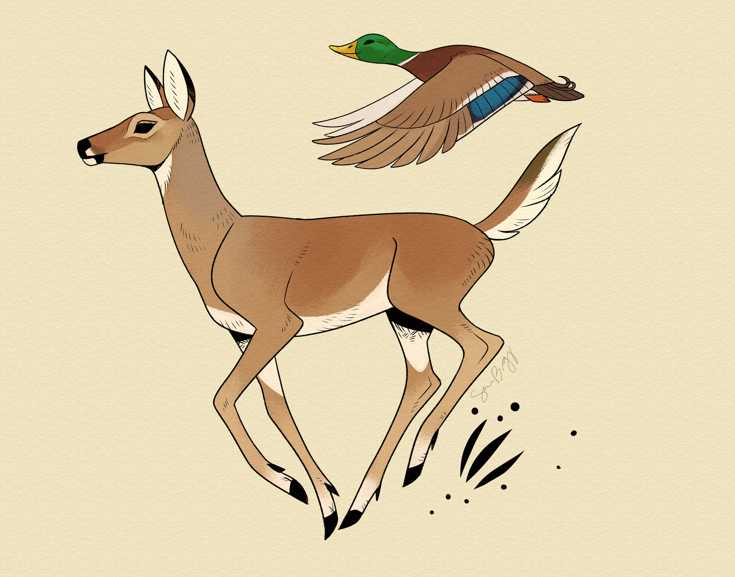 doemallard.png
