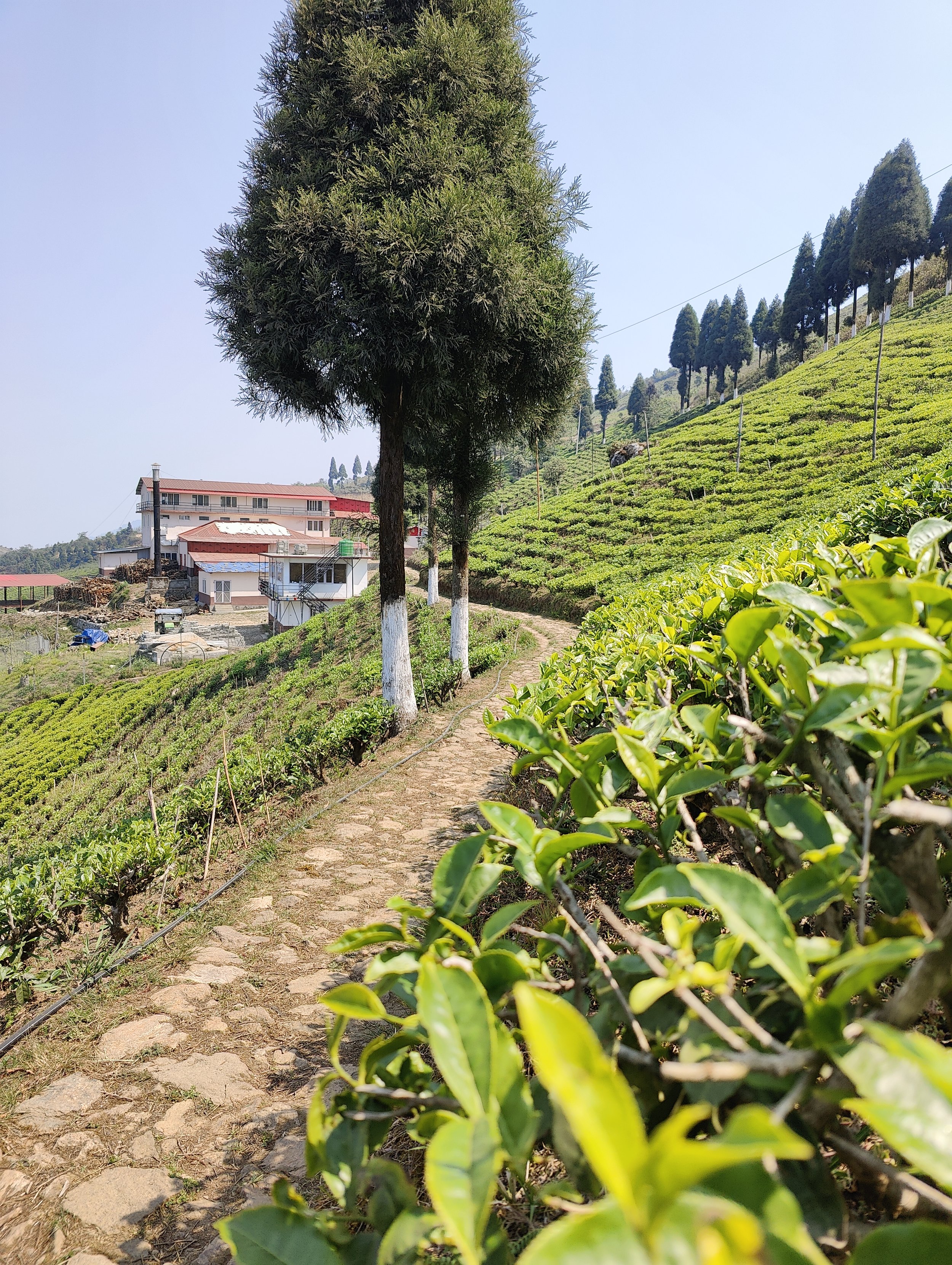 Perspective: The Stories of These Women Tea Workers Should Inspire a More Successful Value Chain