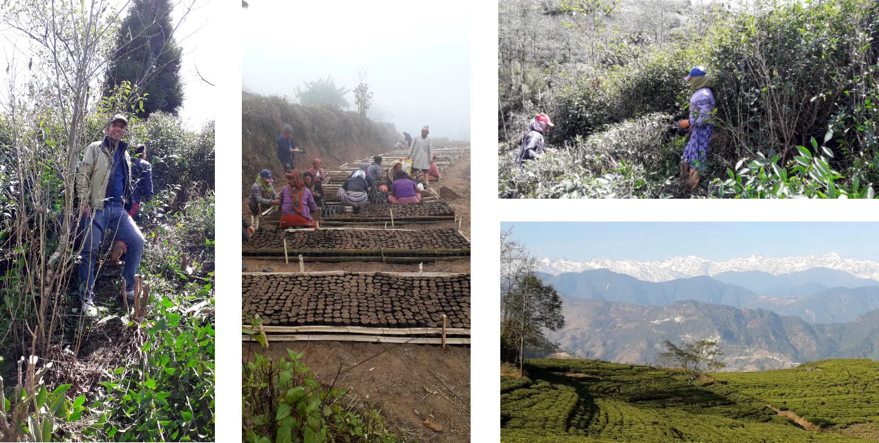 A New Nepali Tea Garden - UK Tea Academy