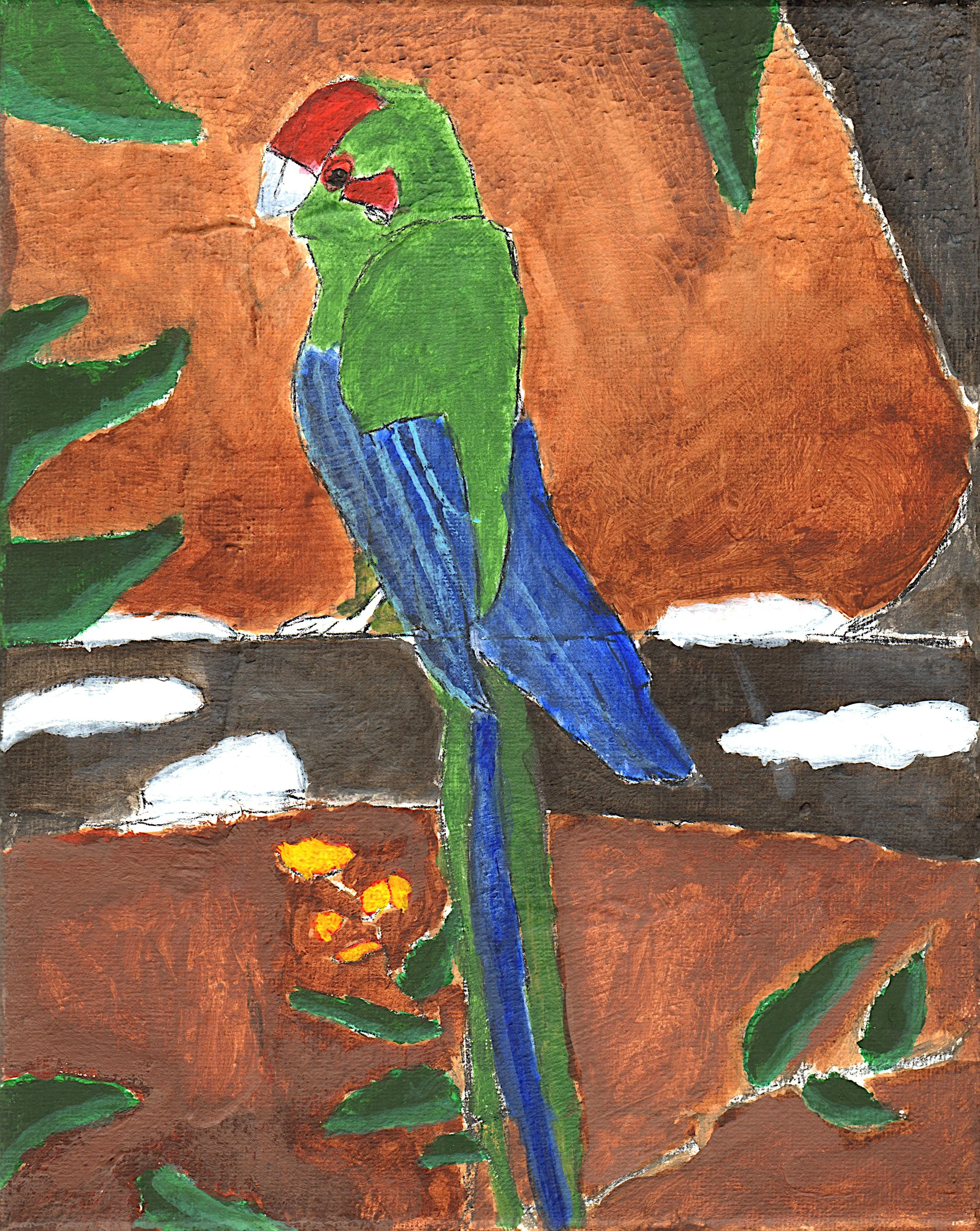 Joe R_The Red Fronted Parakeet.jpg