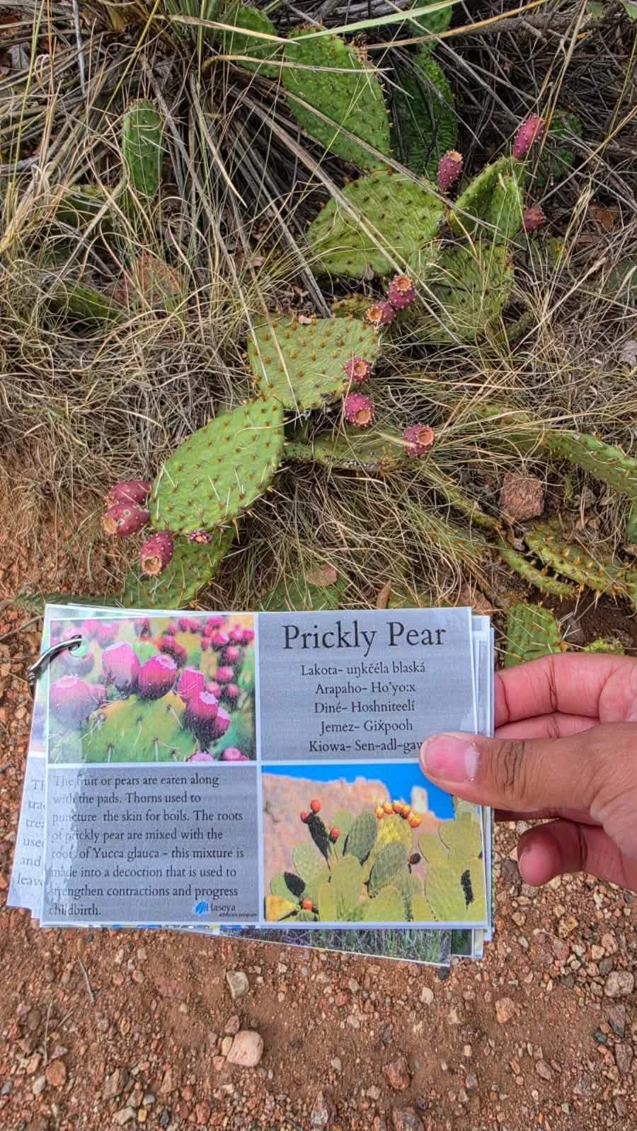 Plant identification hikes