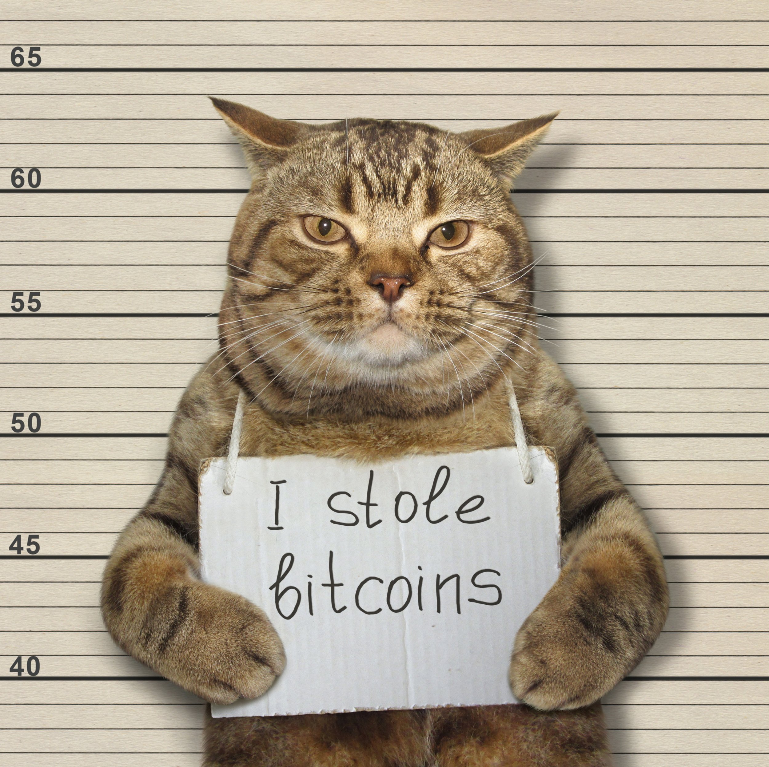 Cat Holding a sign such as would be seen in a mugshot that says I stole bitcoin