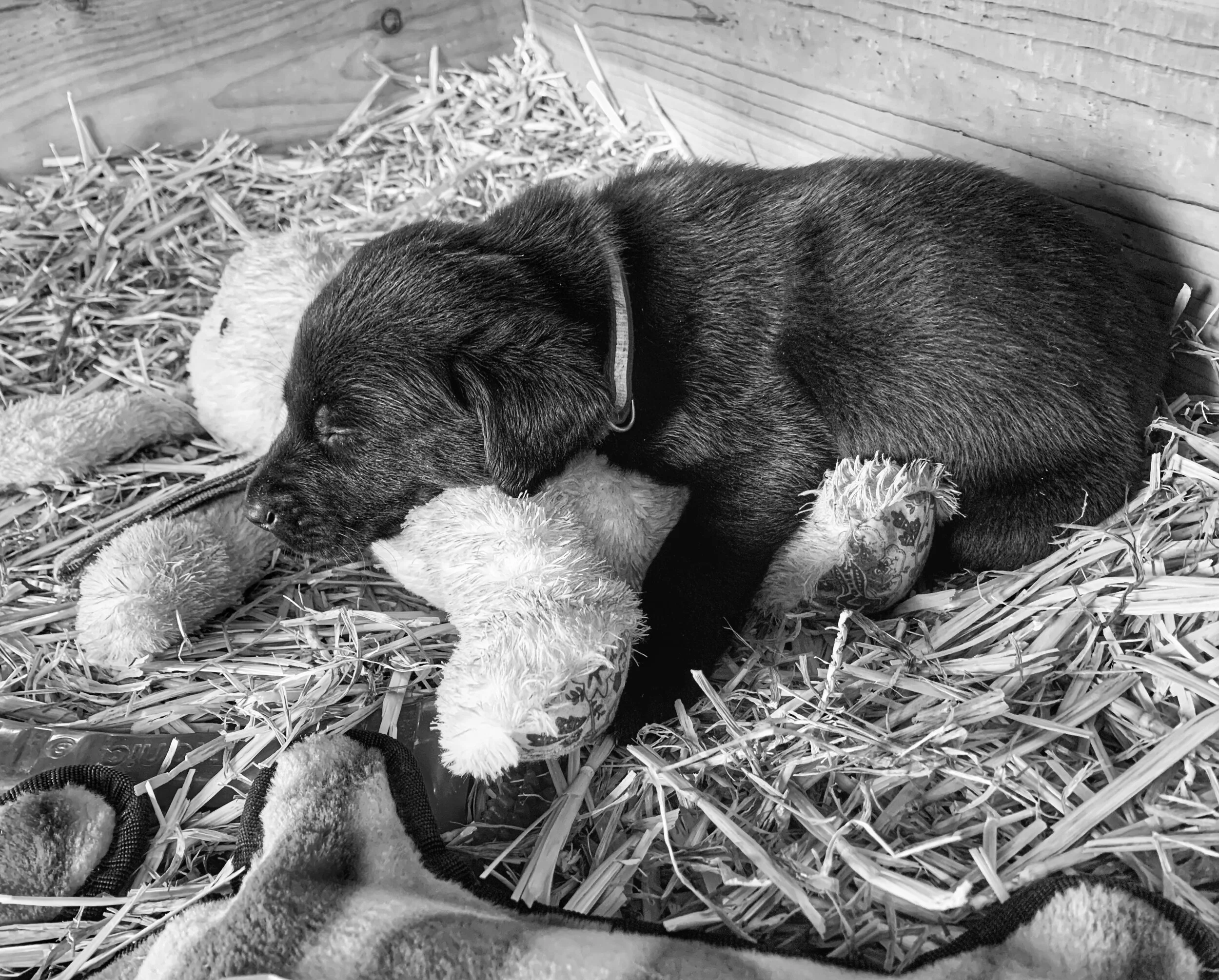 Puppies5.jpg