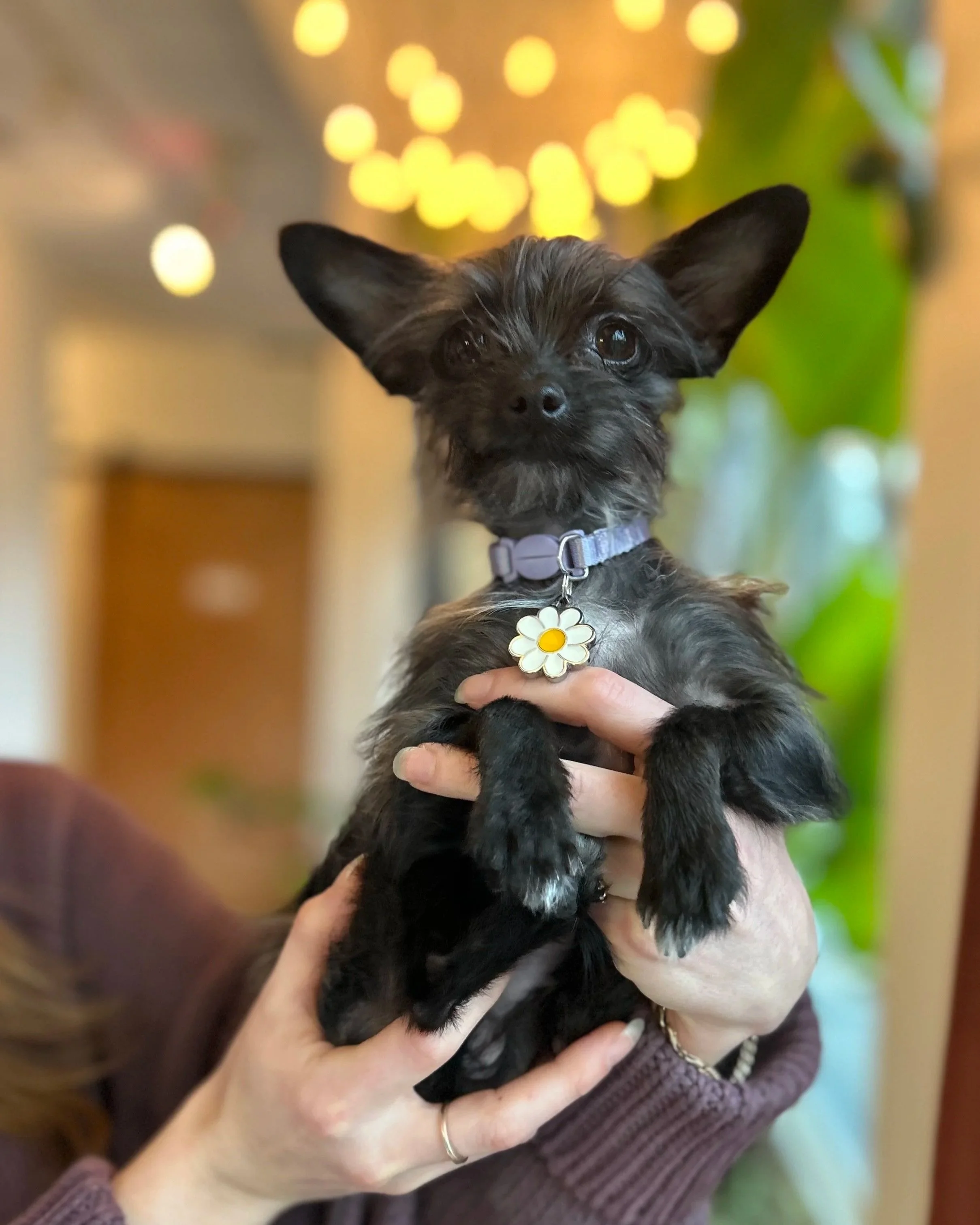 Rosemary “Rosie”