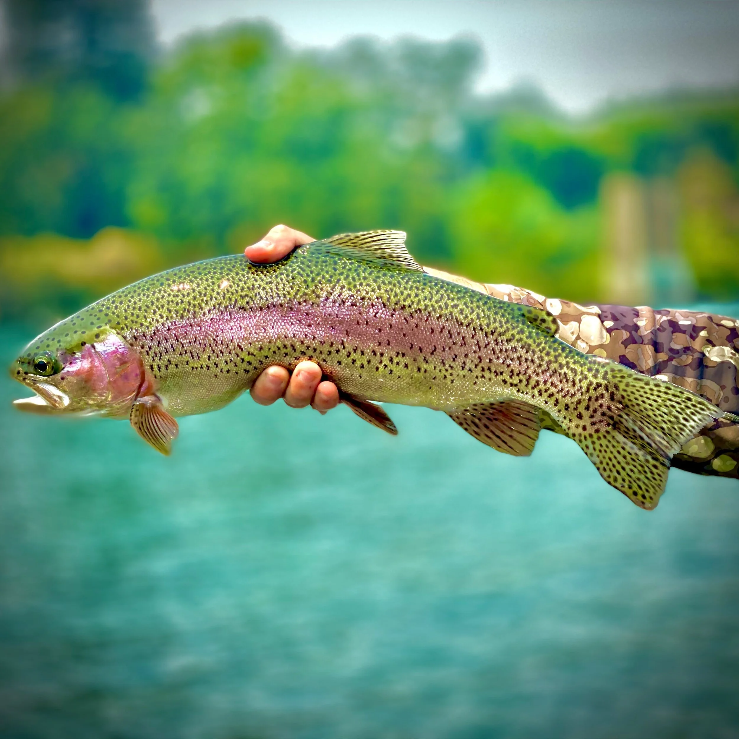 Fly Fishing in Northern California