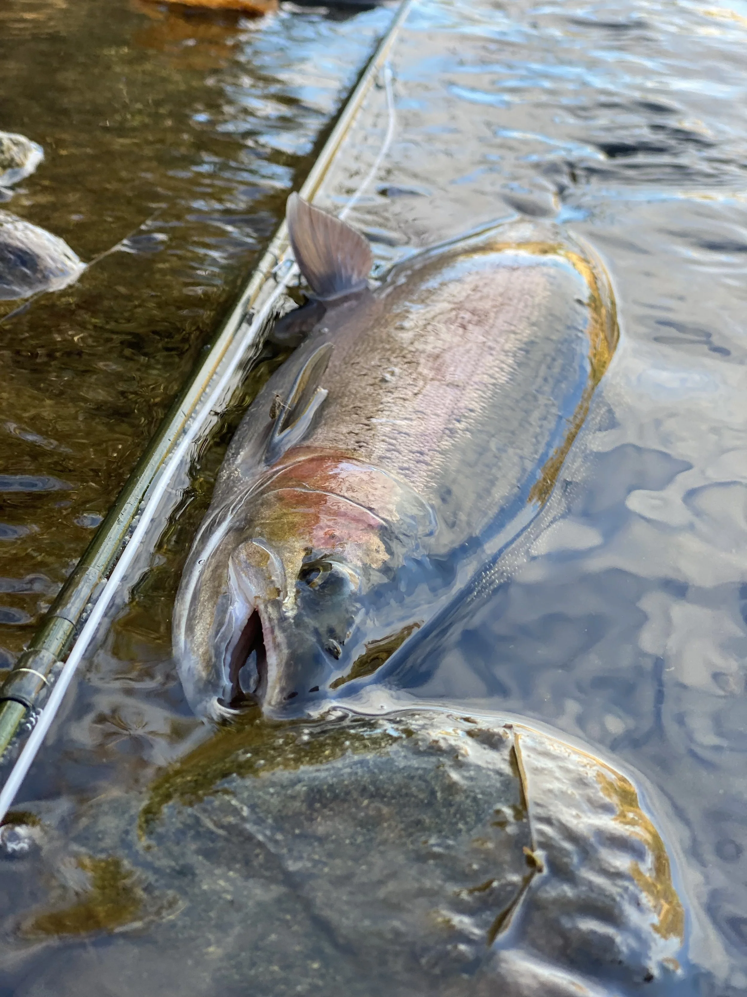 Winter Steelhead Fishing on the Feather River