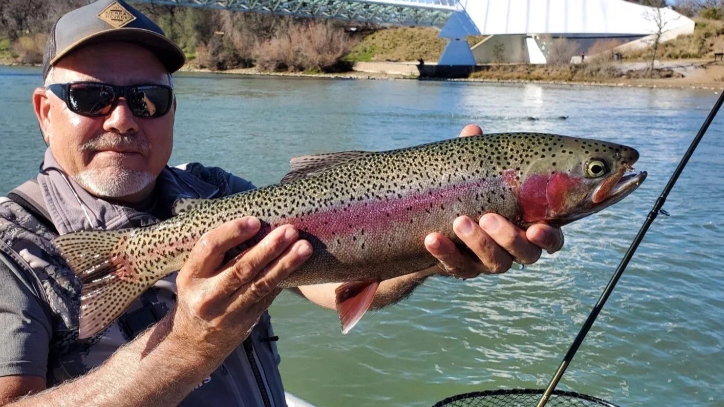 Sacramento River Trophy Trout