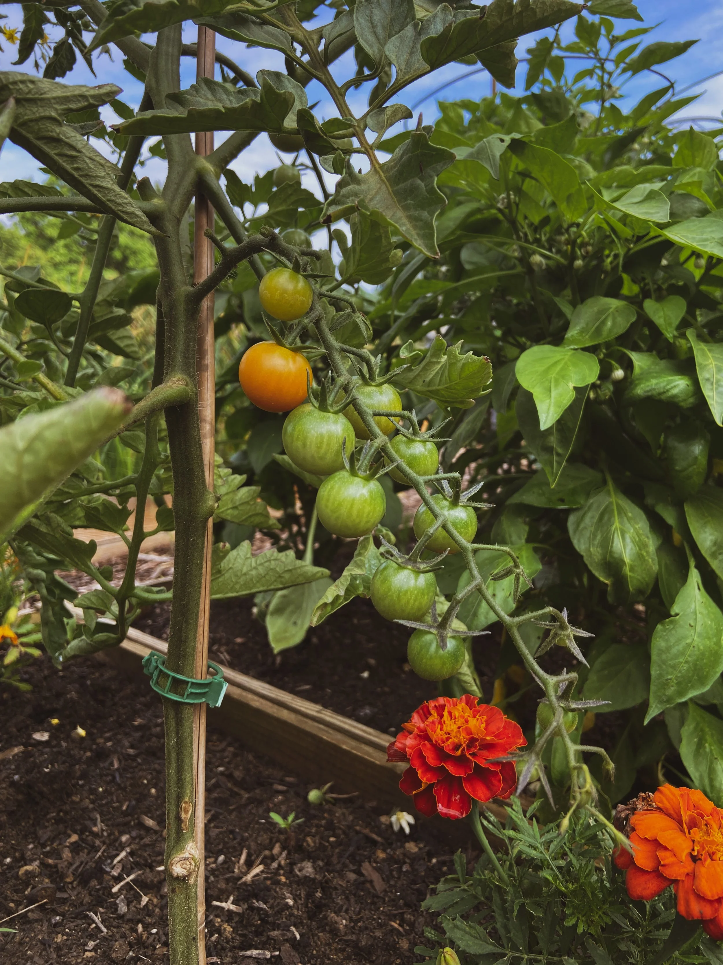 Choosing the Perfect Tomato Trellising Option — Hippiebilly Homestead