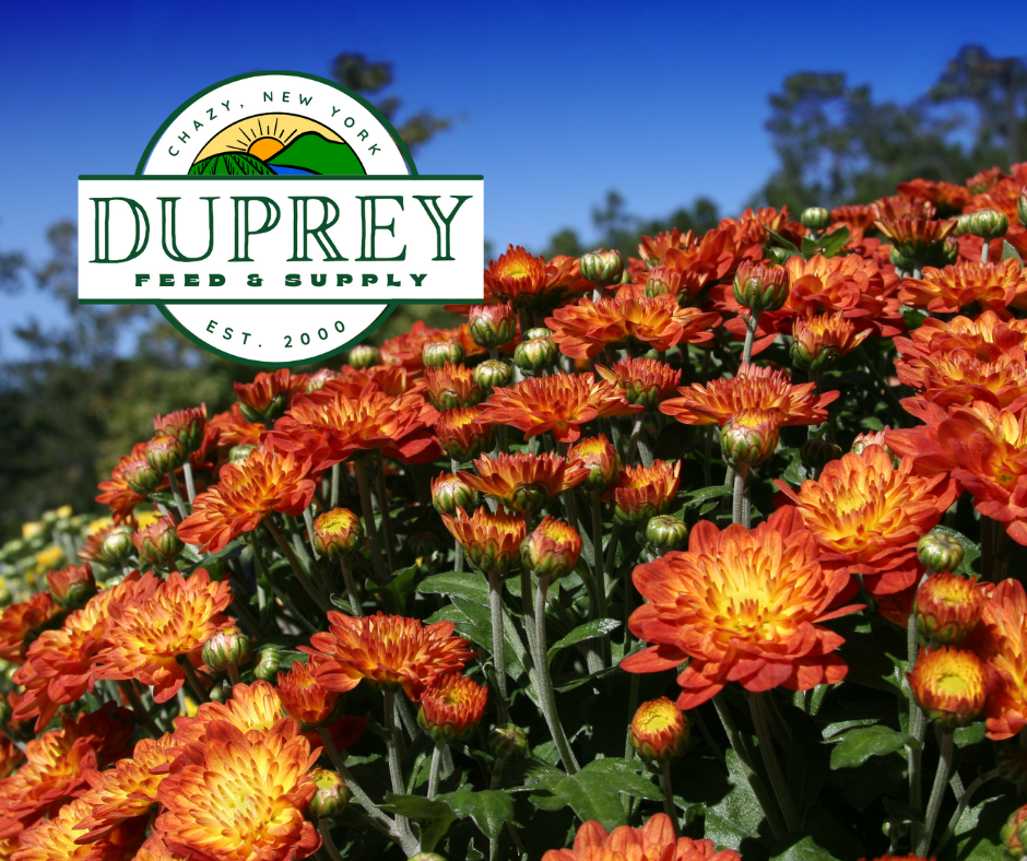 Services 1 — Duprey Feed & Supply Feed & Farm Store in Chazy, NY