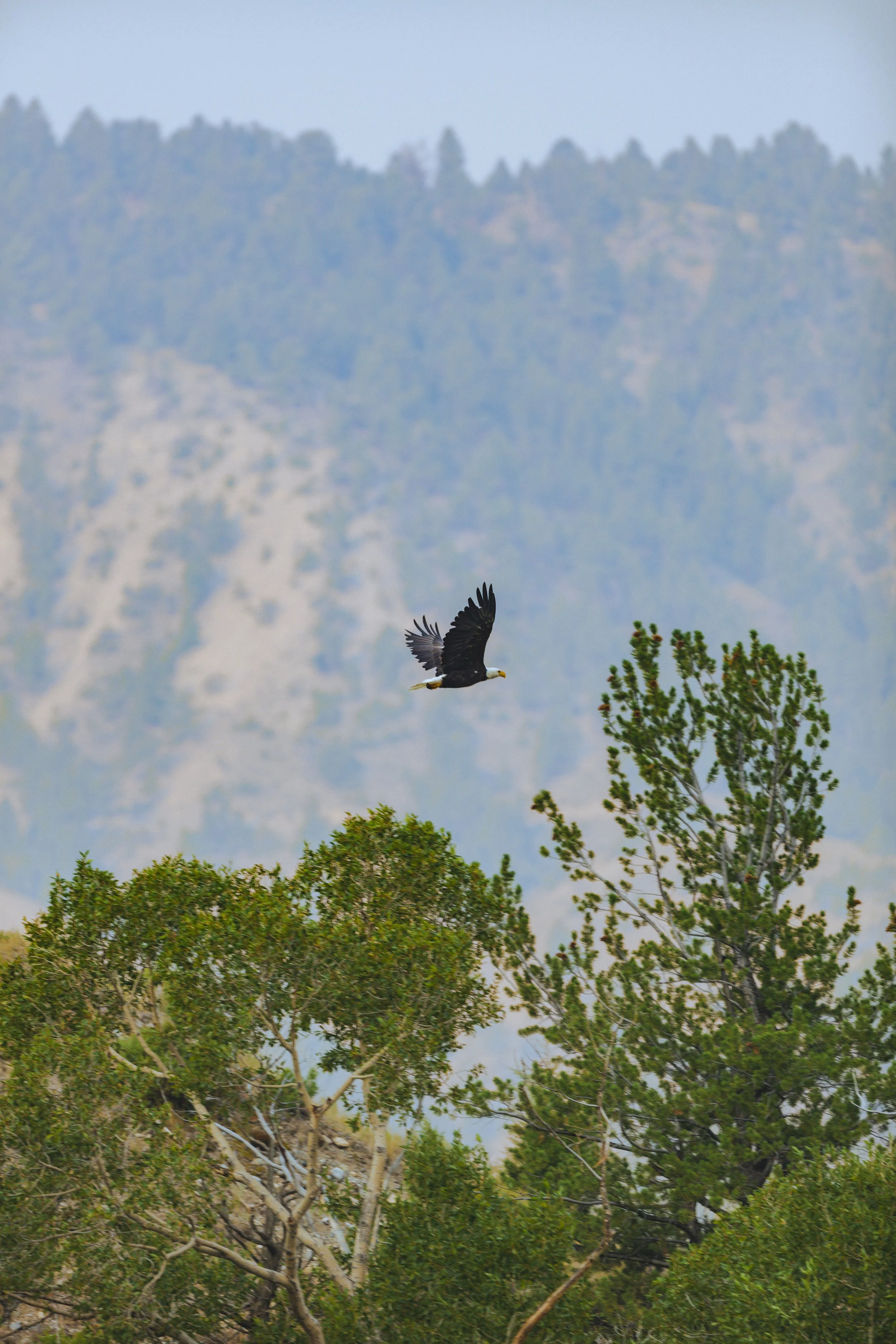 20260803-_15A9450-Enhanced-SR.jpg