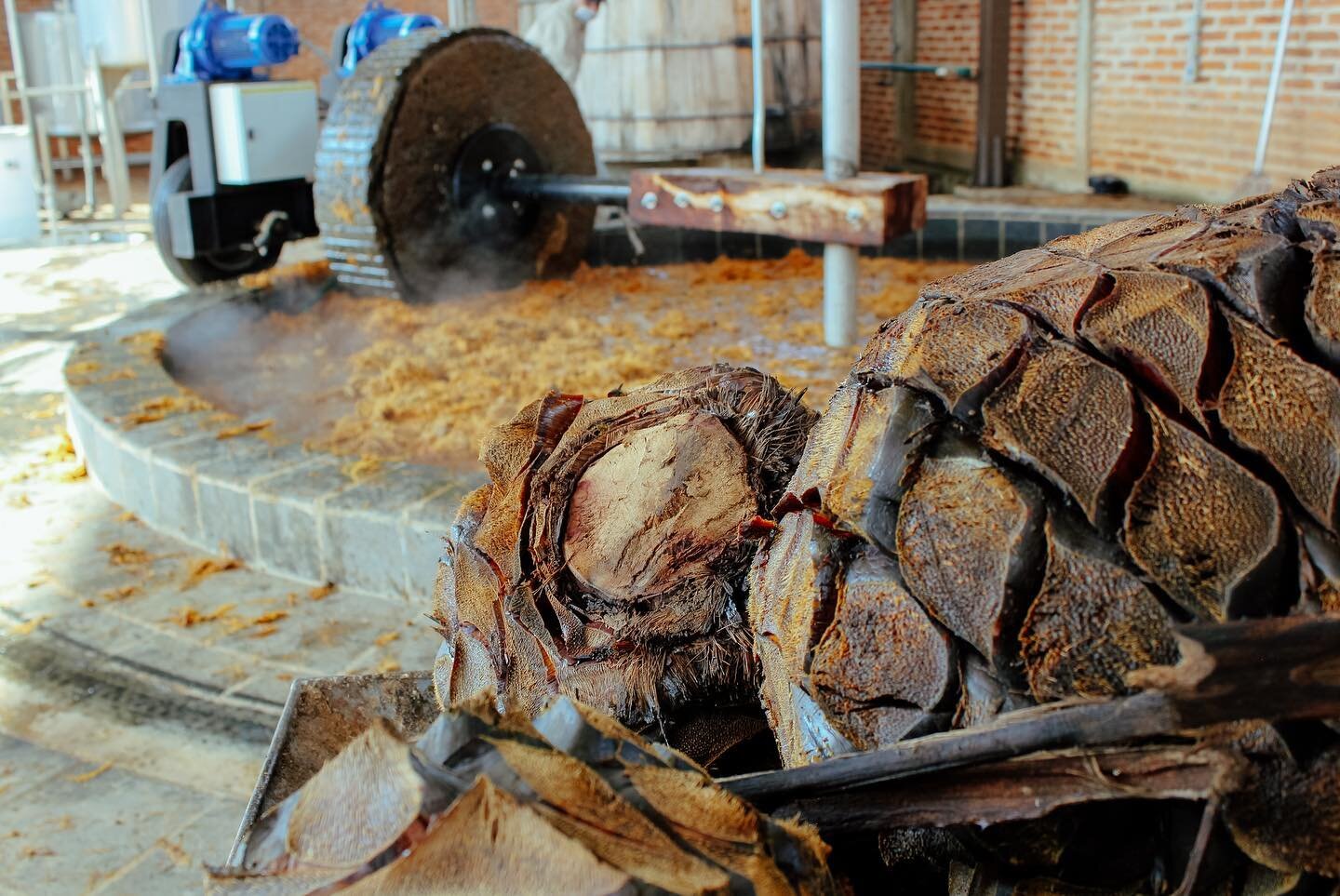 Monday education Bite! After cooking, agave is crushed by our large stone wheel called a tajon to get it ready for fermentation.