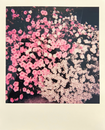 Screen Shot 2022-04-18 at 4.30.49 PM.png