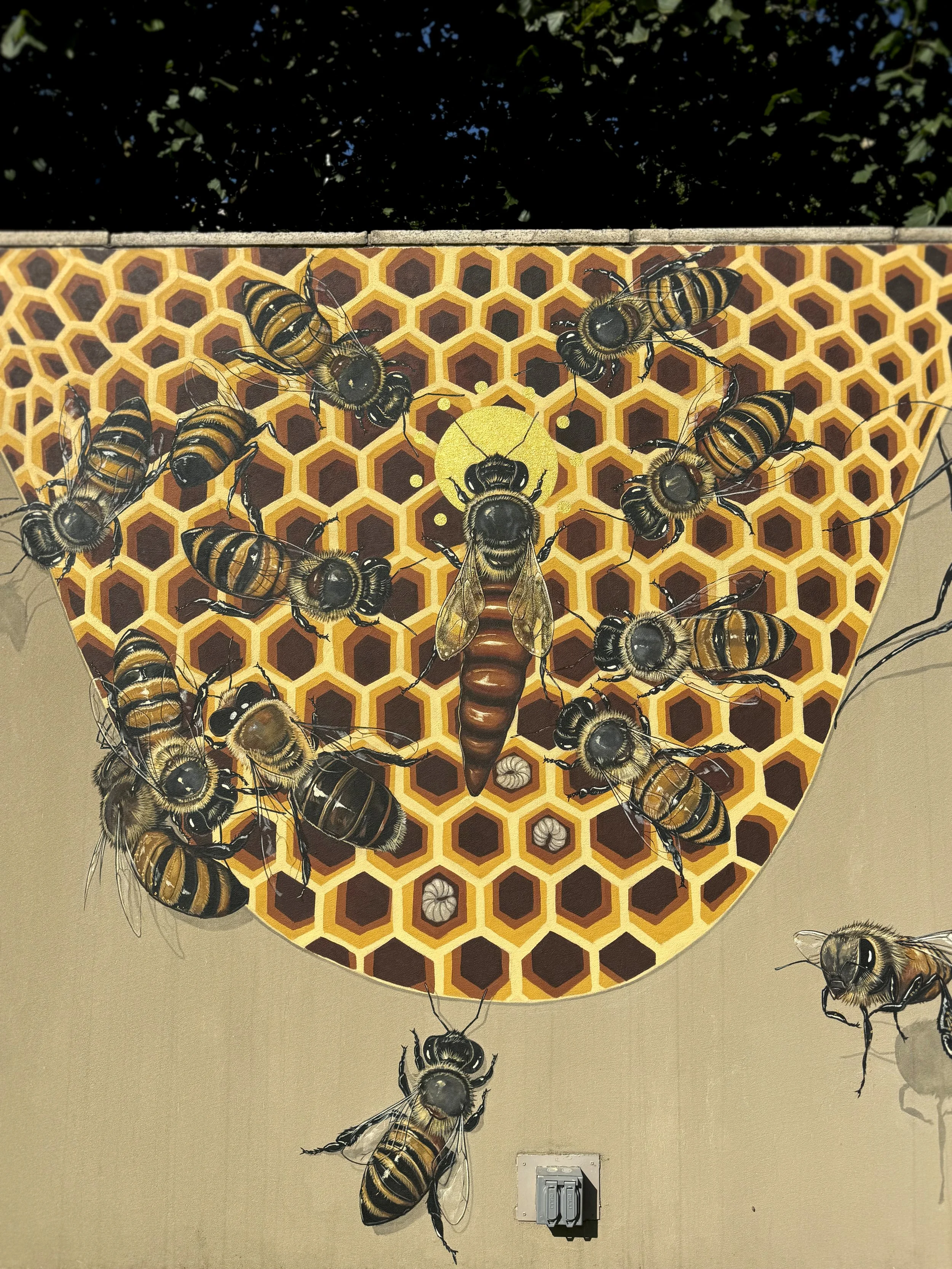 WholeComb.jpg