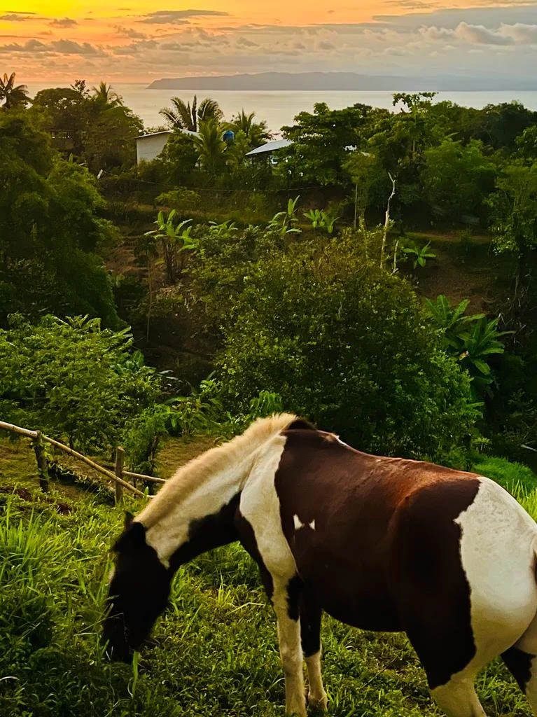Horsey.jpg