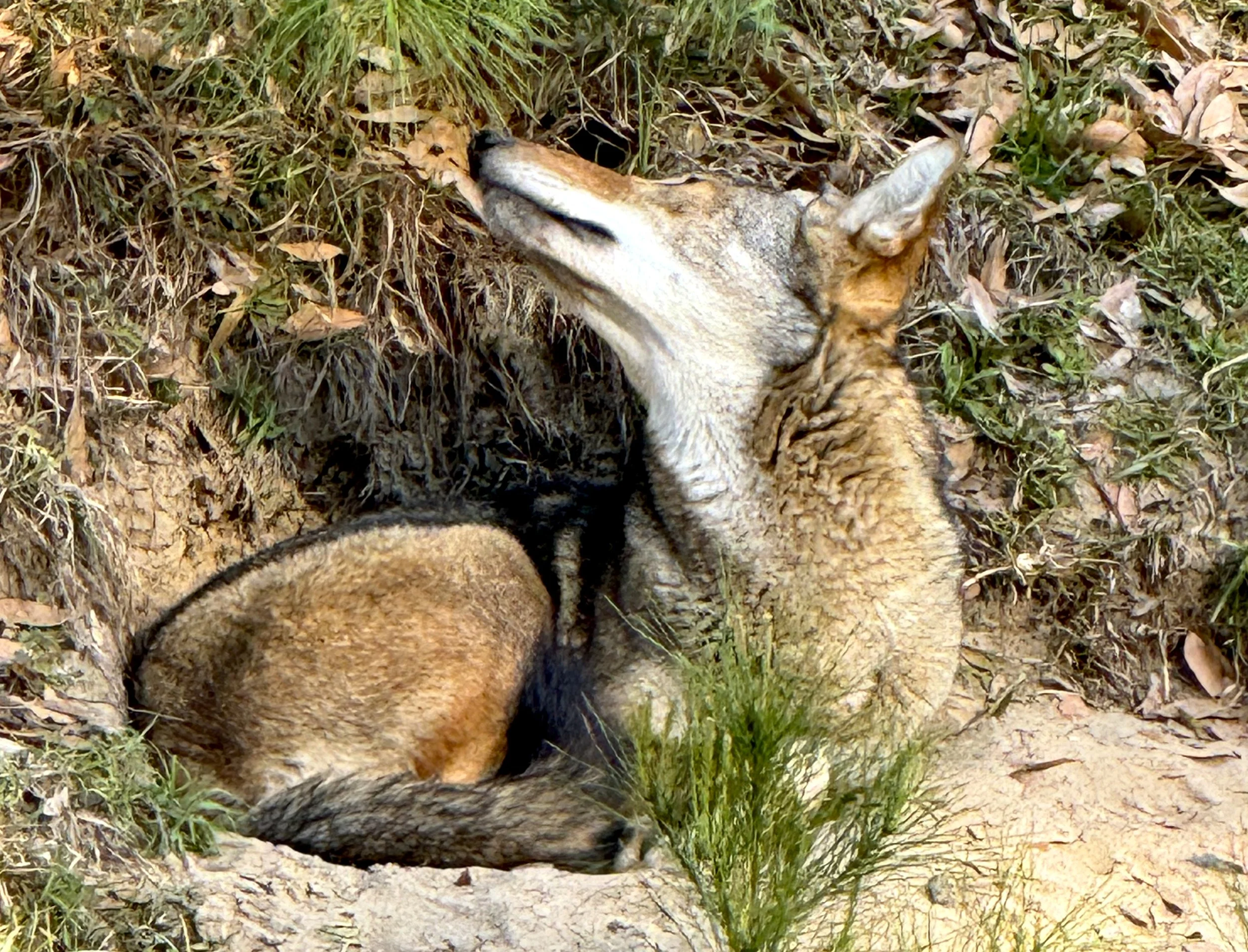coyote.jpg