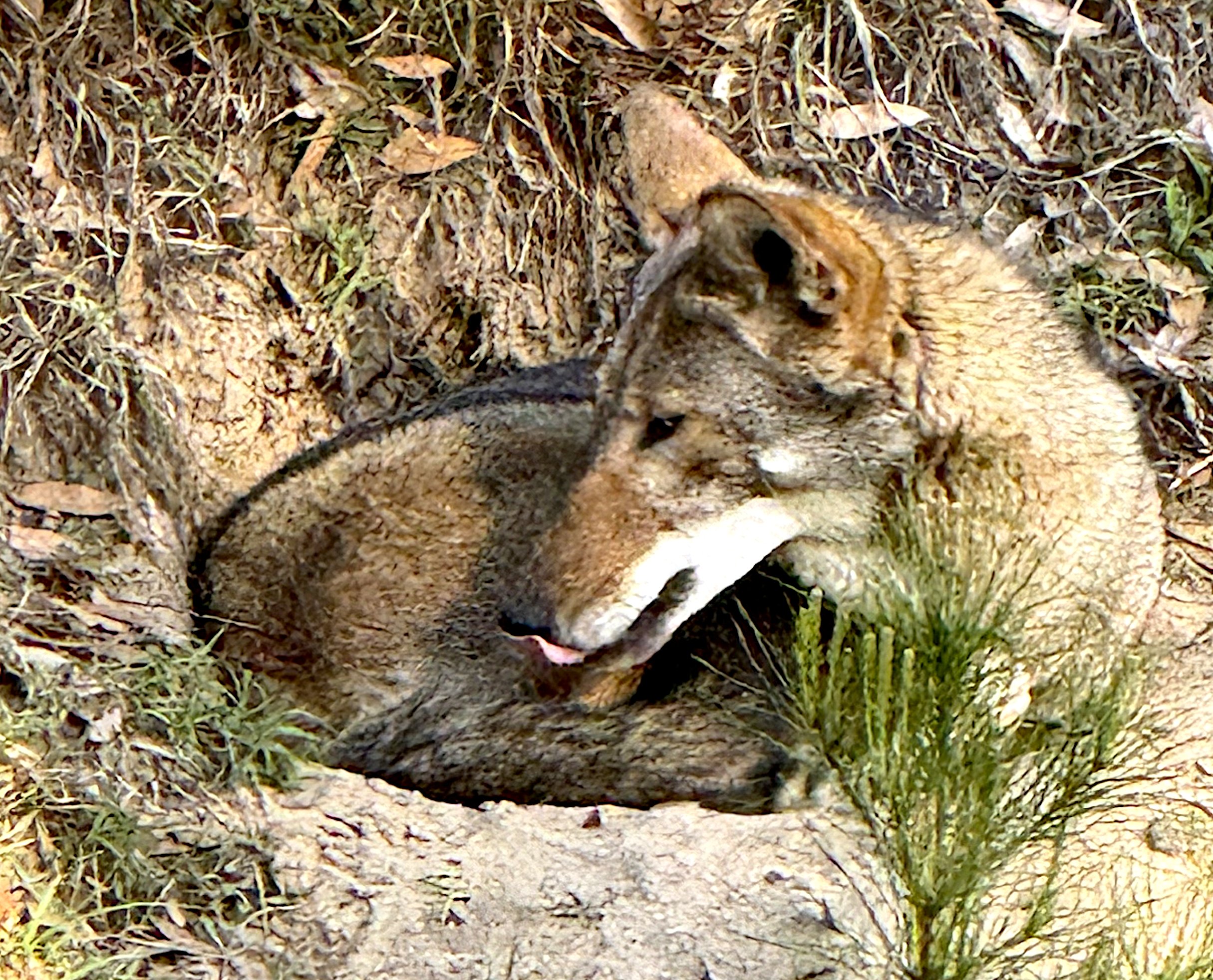 Coyote2.jpg