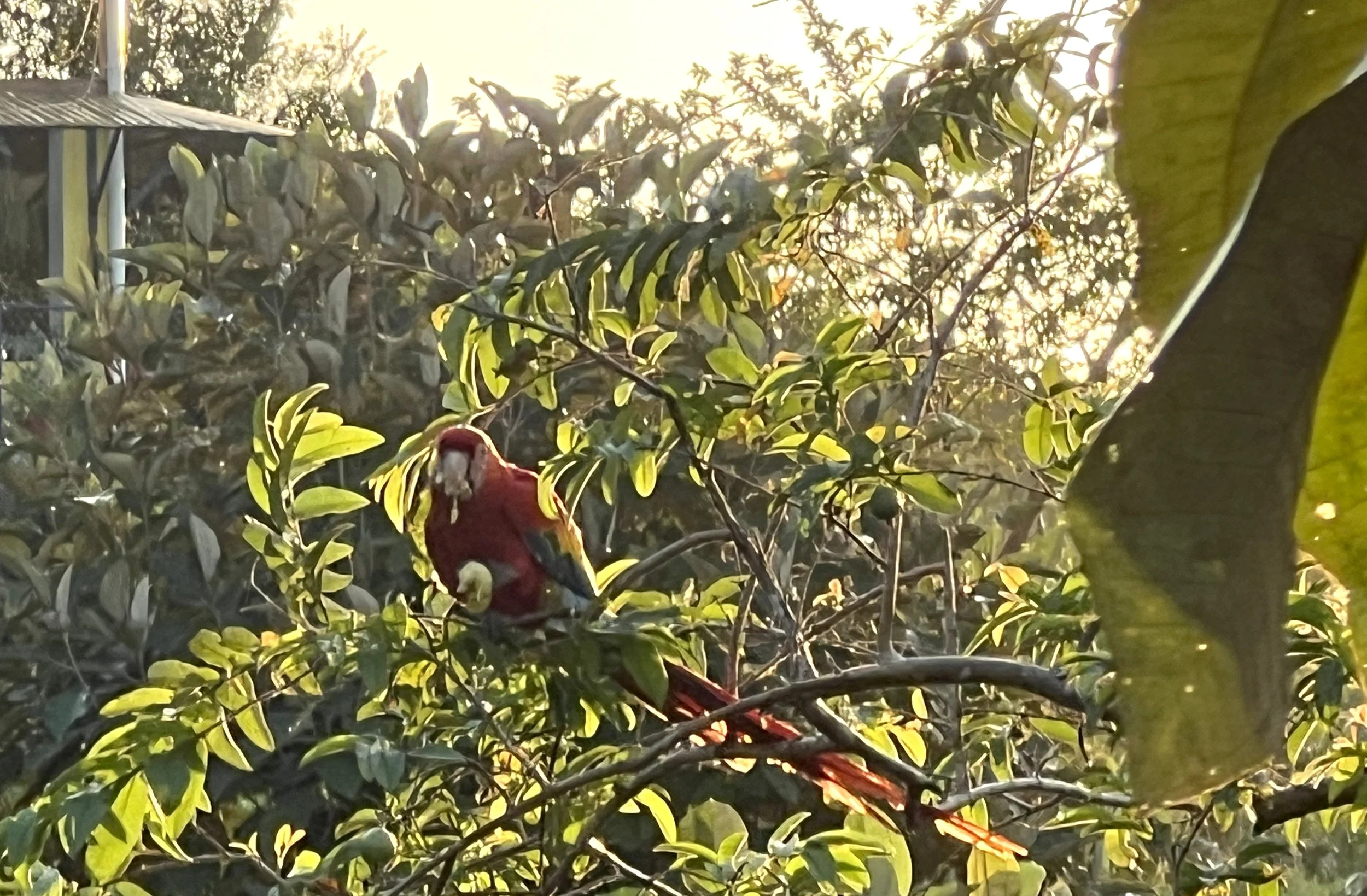 Parrot.jpg