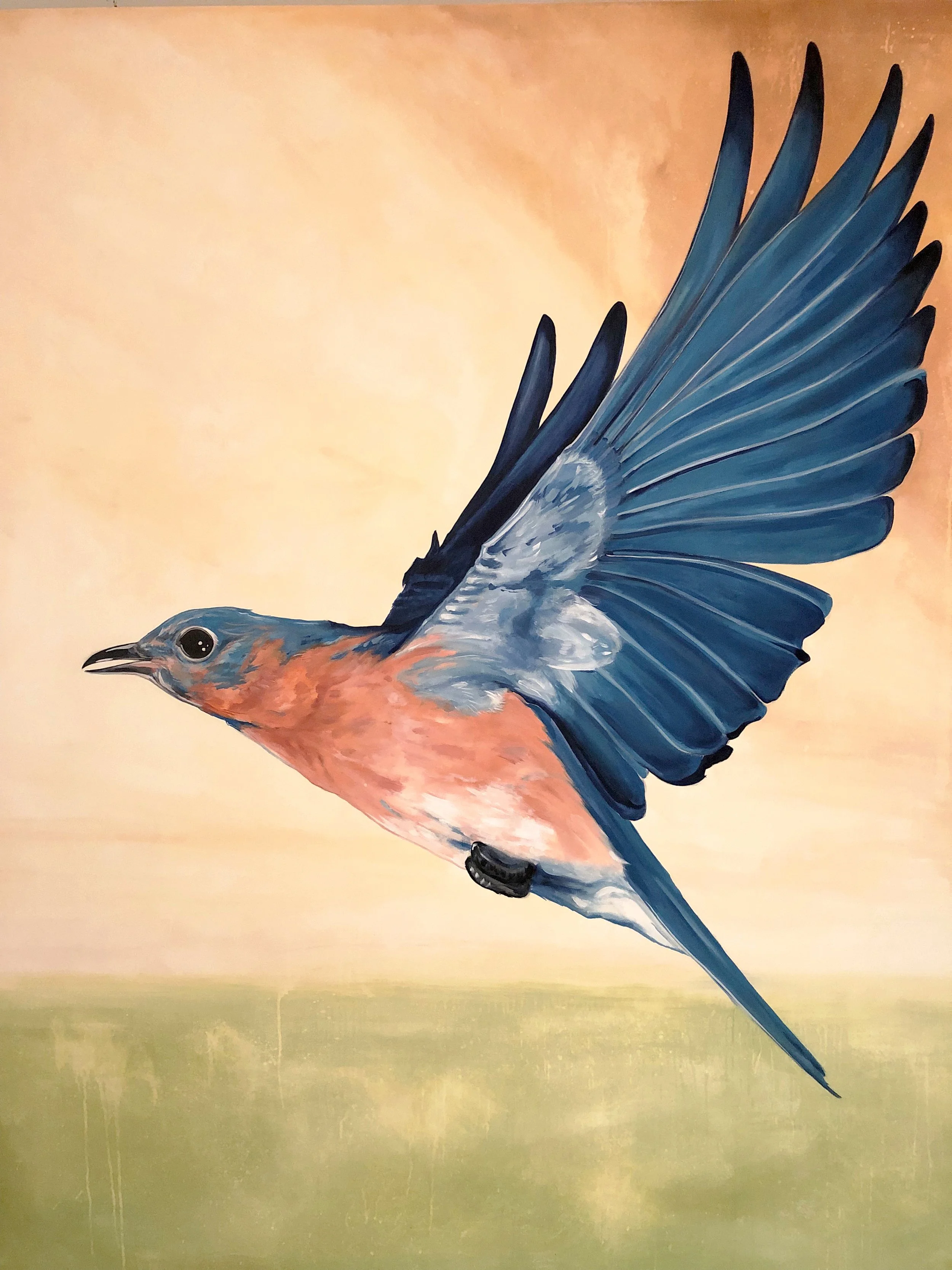 Bluebird.JPG