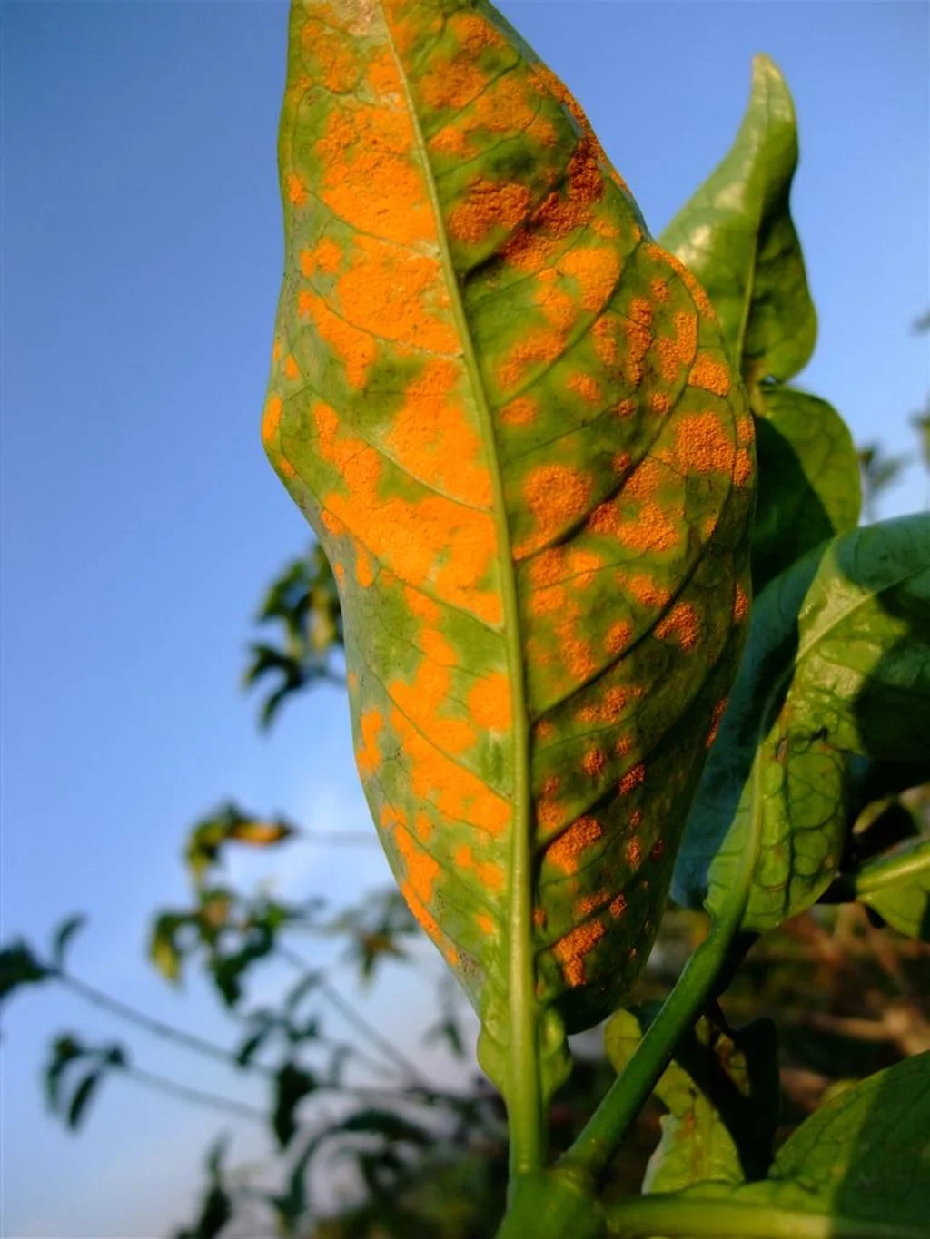 The Coffee Crisis — The Future of Coffee and Chocolate California