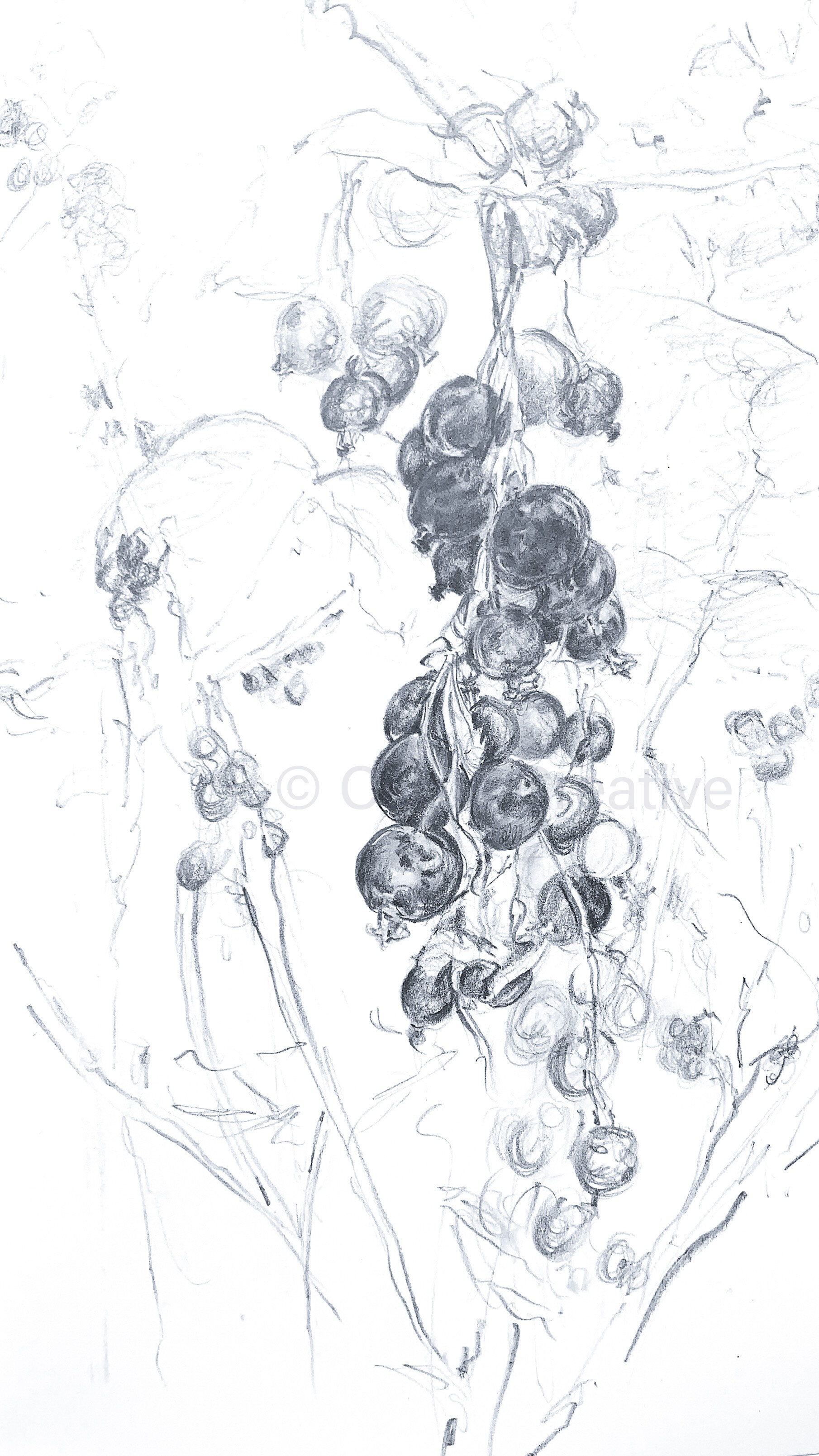 C Blackcurrents WIP.jpeg