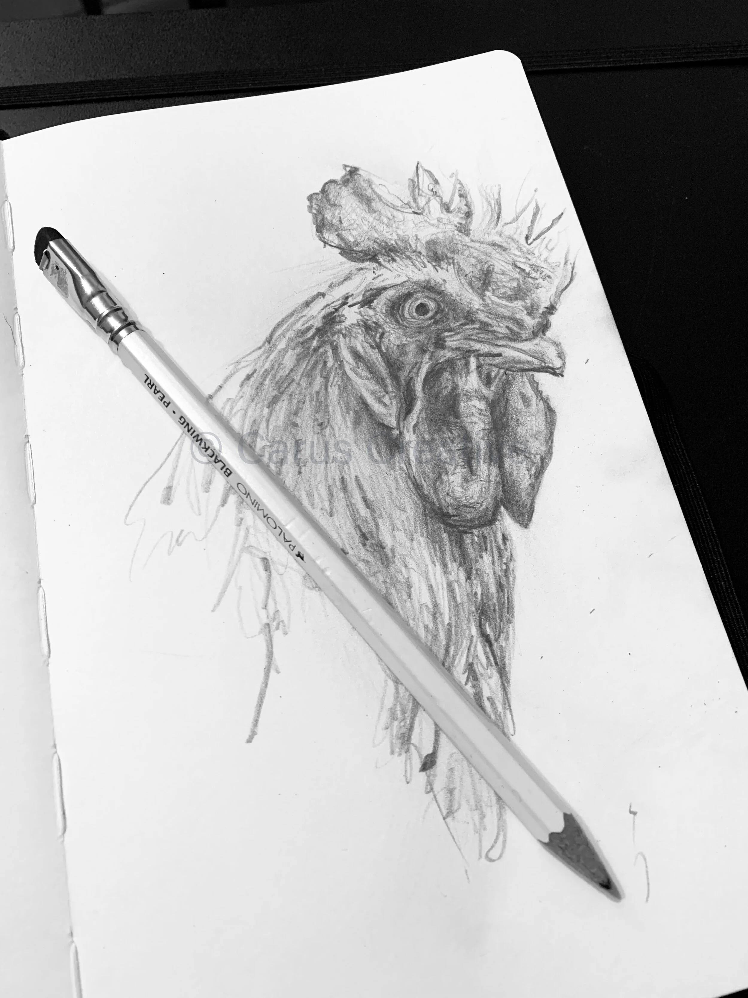 SAMPHRAS. THE COCK OF ALL COCKS.