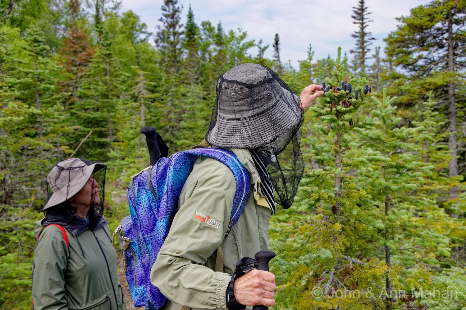 Raspberry Island -- balsam fir cones