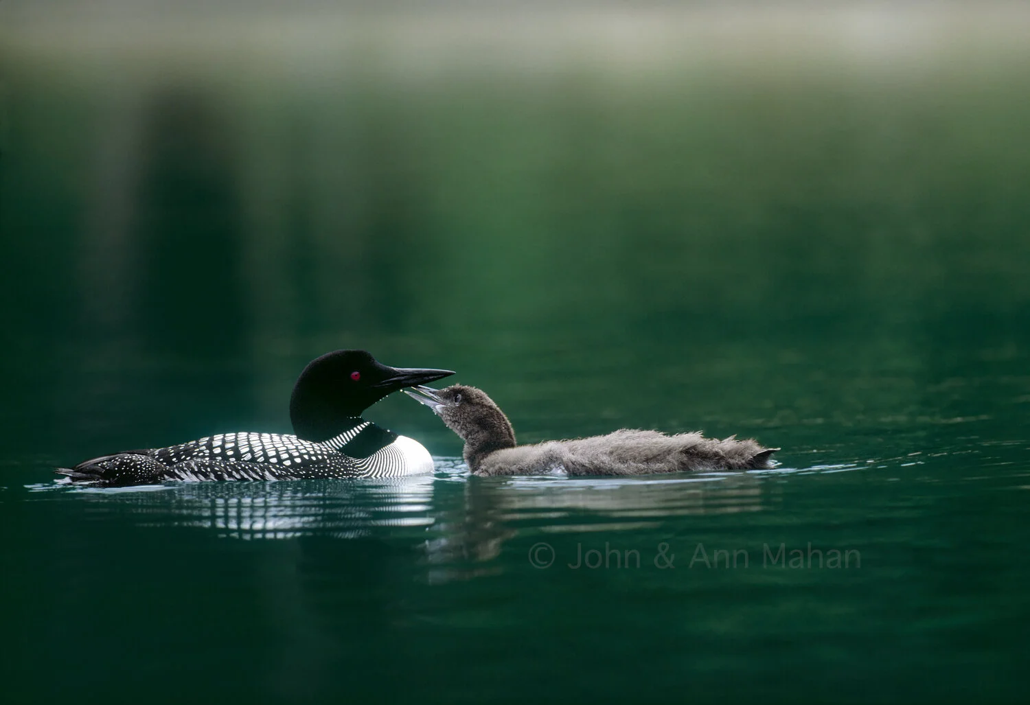 ID_26-3301C Loon and Juvenile Chick