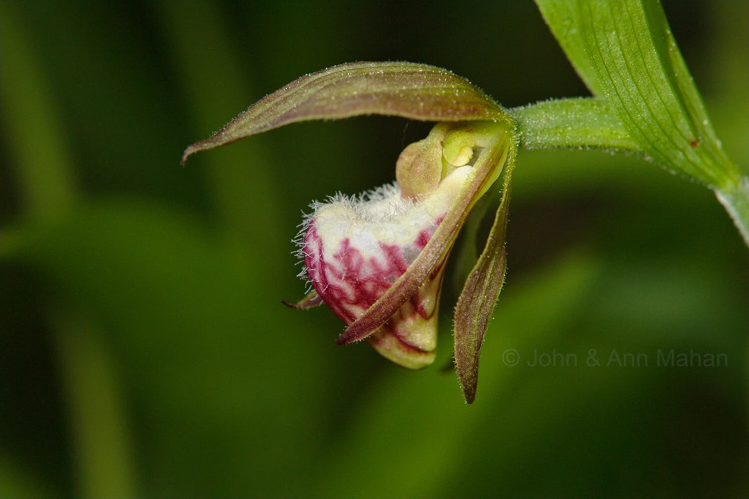 ID_4734C2_06 Rams-head Ladys Slipper Orchid -- Isle Royale