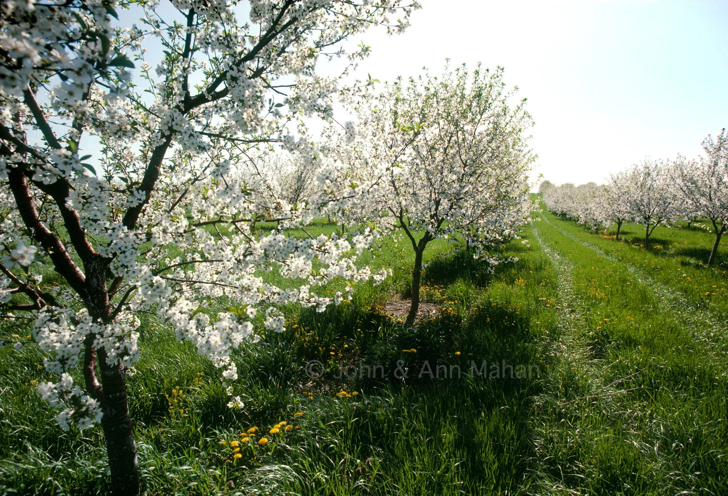 ID_35-1114C Blossoming Orchard in Southwest Michigan