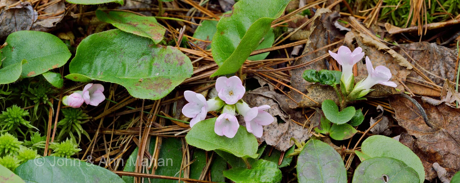 ID_2847-51C2_05  Trailing Arbutus  on Stockton Island -- Apostle Islands