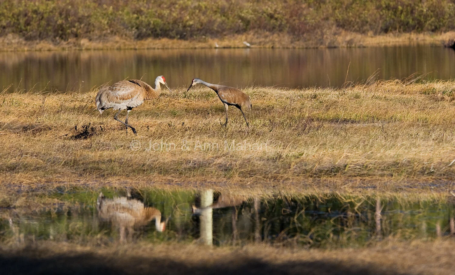 ID_1312C4_08X   Sandhill Cranes on Stockton Island -- Apostle Islands