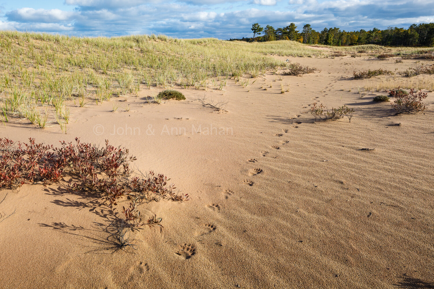 ID_6563C6_09. Bear tracks on Julian Bay dunes -- Stockton Island