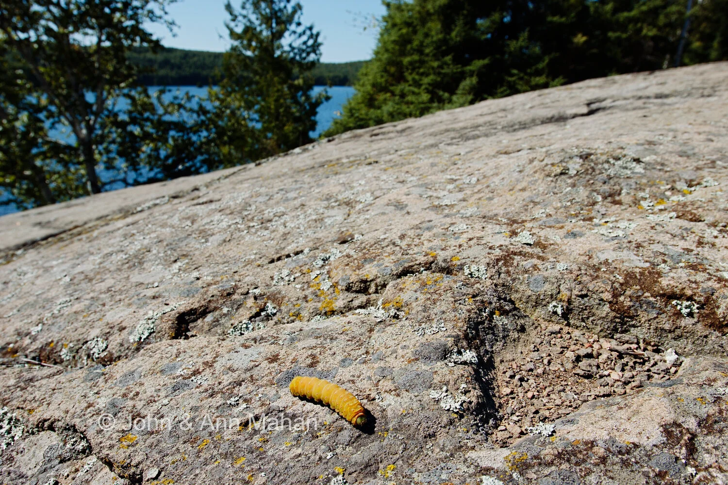 ID_9959B2_05   Caterpillar on rock outcrop at Isle Royale