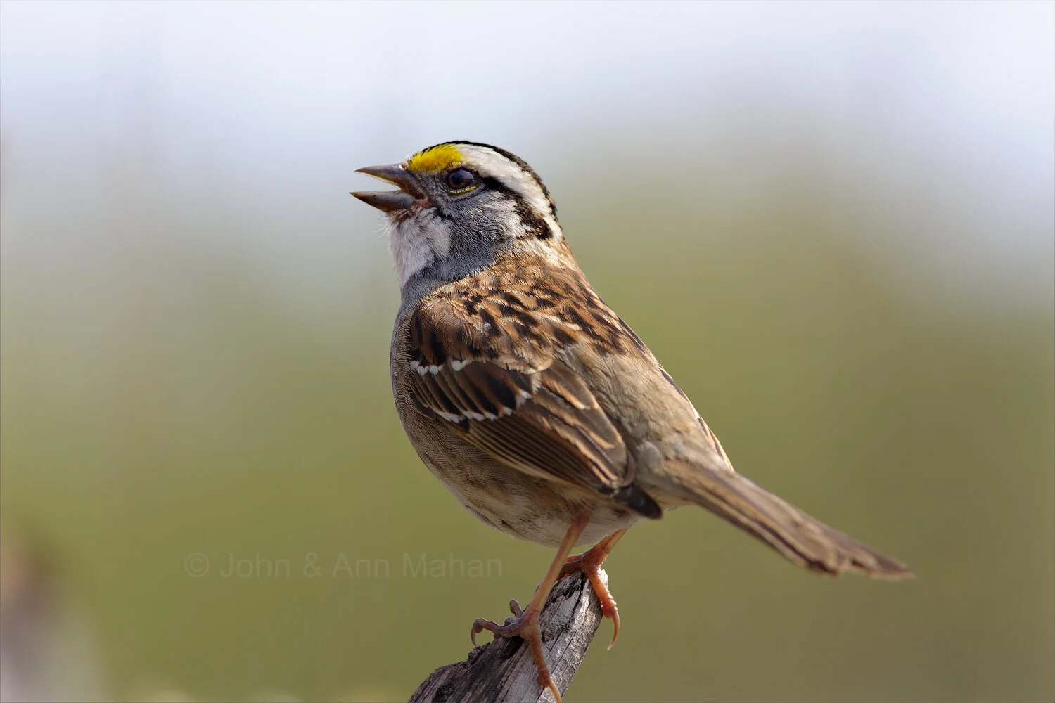 ID_3427C2_07  White-throated Sparrow Singing -- Isle Royale